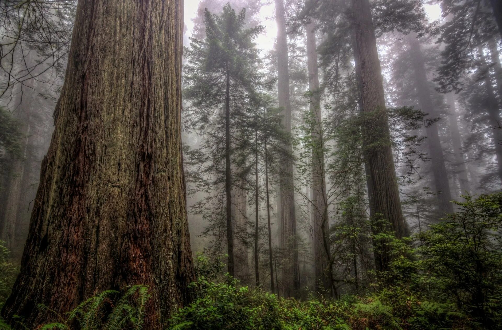 секвойя дерево гиперион. редвуд дерево. секвойядендрон гигантский мамонтово дерево. гигантская калифорнийская секвойя. величие природы.