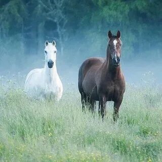Horses лошади