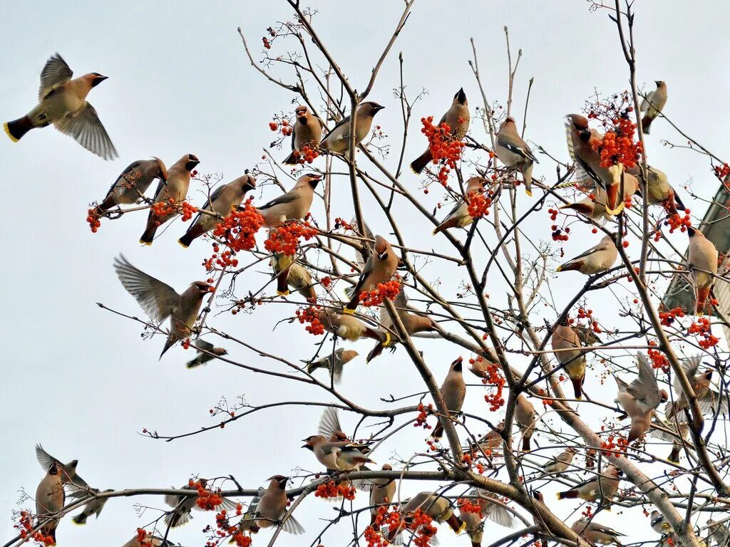 Весенний лес наполнен птичьим гомоном. Весновей стрибог зимний. Весенний пейзаж журавли. Весна проталины. Охота в живописи.