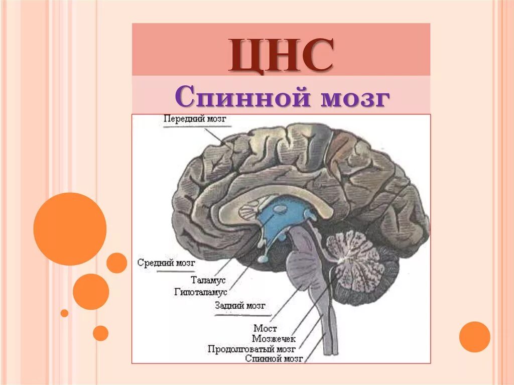Центральная нервная система анатомия. ЦНС головной мозг строение. Строение центральной нервной системы: головной мозг, спинной мозг. Центральная нервная система схема спинной мозг головной мозг. ЦНС спинной и головной мозг строение.