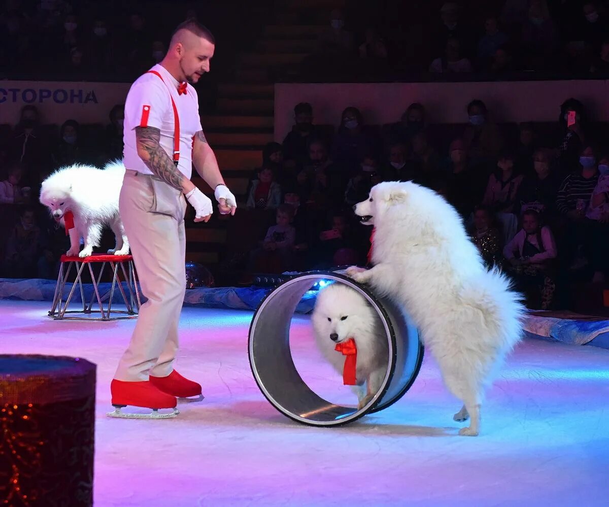 цирк никулина собаки. московский цирк на цветном бульваре никулин. конный цирк тамерлана нугзарова. где сегодня цирк. никулина.