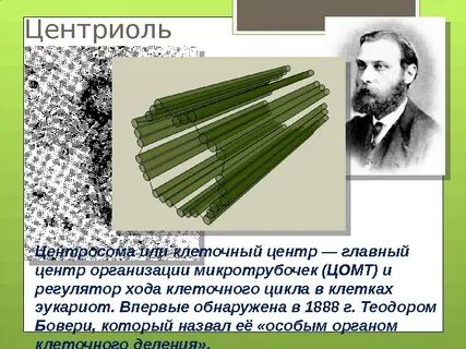 Открытие клеточного