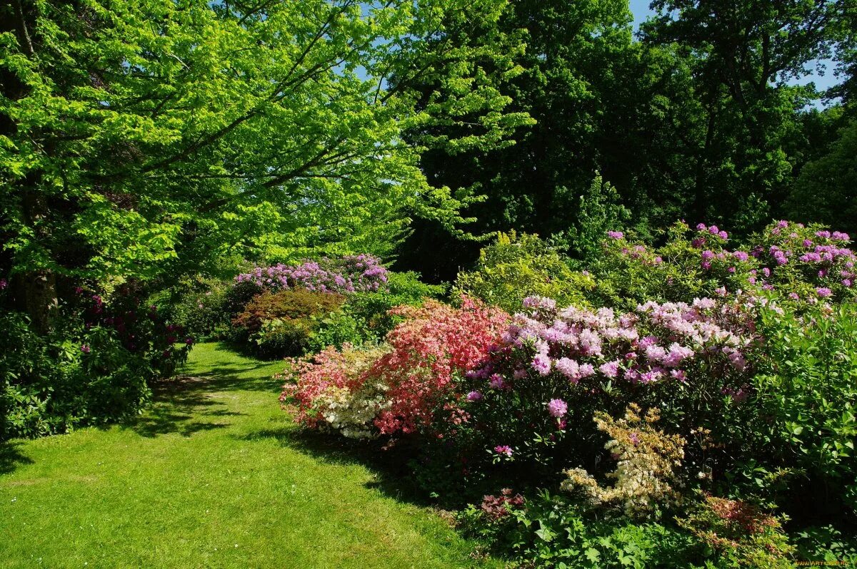 Дендропарк владивосток. Кусты в парке. Парк великобритания рододендроны. Парк великобритания рододендроны. Кустарники в парке.