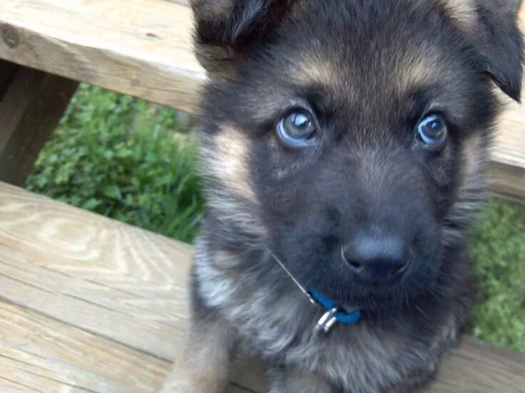 Black German Shepherd with gorgeous blue eyes - Animals Black german shepherd, C