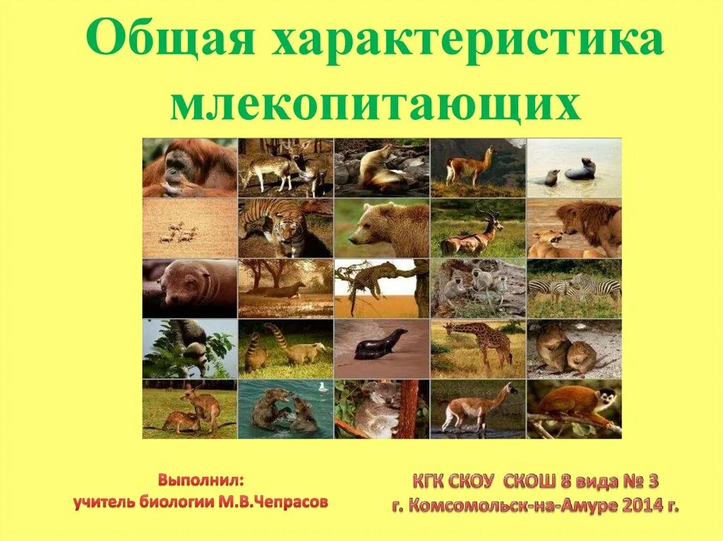 Основные признаки млекопитающих животных. Общая характеристика моекопи. общая характеристика млекопитающих. общая характеристика млеко. основная характеристика млекопитающих.