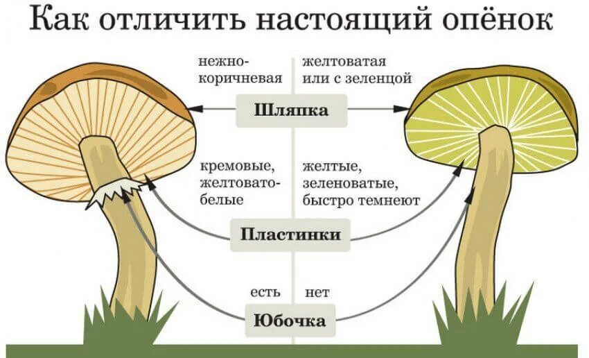 Как отличить ложный от настоящего. Грибы опята отличие от ложных. отличие ложного опенка от съедобного. опята ложные и настоящие отличия. опята как отличить.