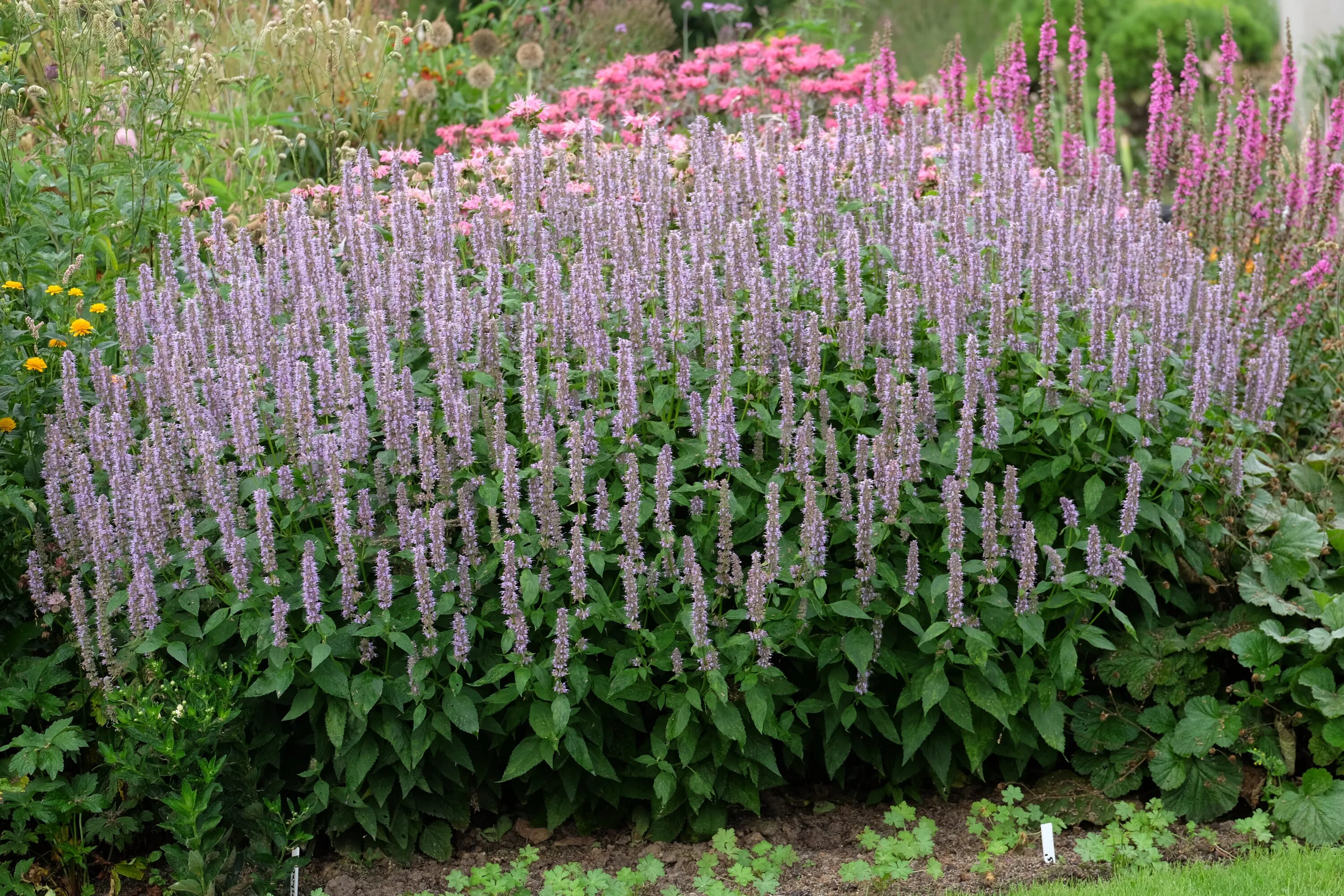 Лофант анисовый латынь. Лофант, многоколосник. Лофант эрика растение. Агастахе фото. Лофант агастахис.