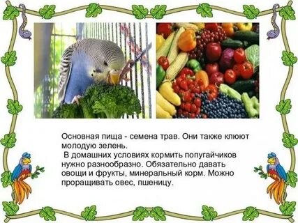 Какие фрукты можно корелле