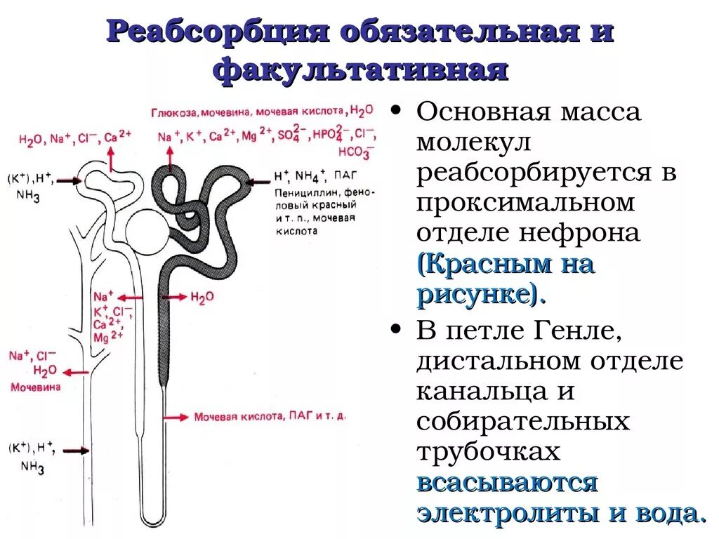 Процесс в собирательной трубочке