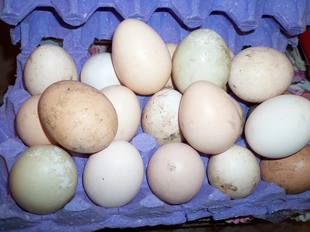 Яйца куриные домашние крупные. Яйцо домашнее куриное. Яйца Деревенские. Яйца куриные Деревенские. Купить яйцо ленинградская область