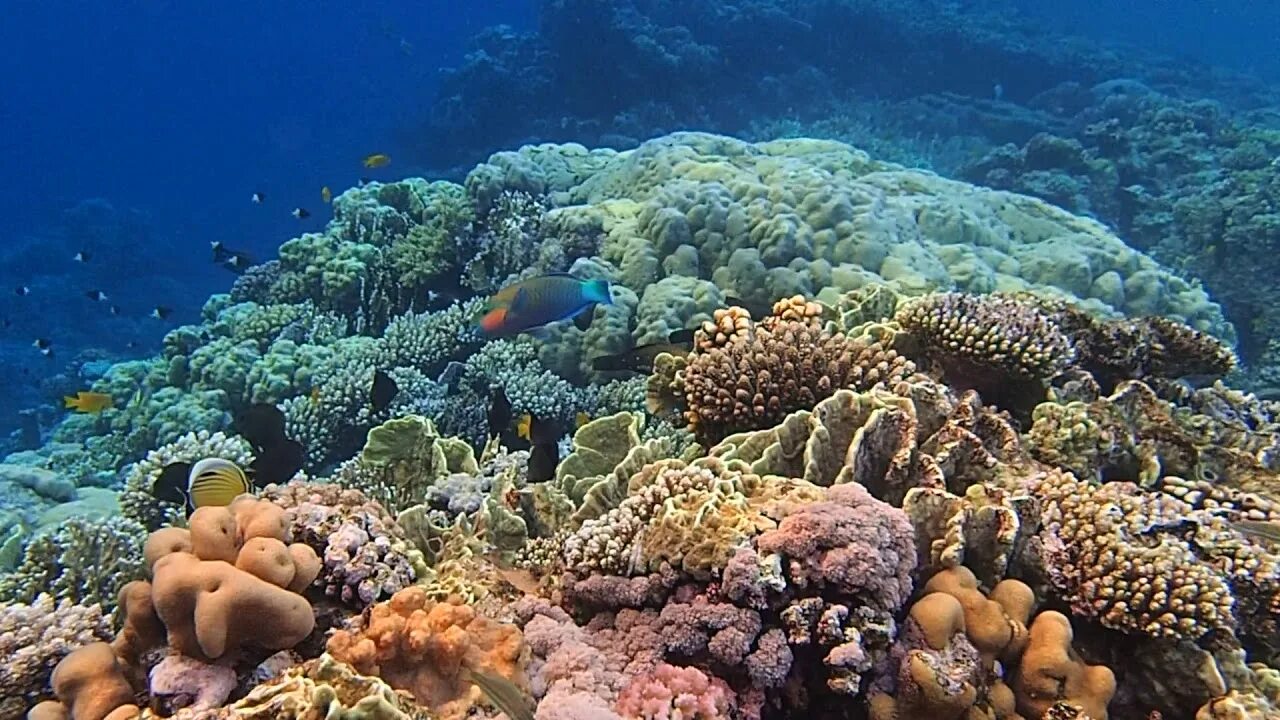 Отели шарма с коралловым рифом. Риф Лагуна Шарм Эль Шейх. Коралловый риф в Шарм Эль Шейхе. Labranda Египет Шарм-Эль-Шейх риф. Живой риф в Шарм Эль Шейхе.