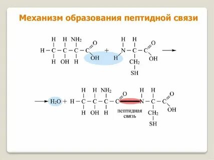 Пептидная связь возникает