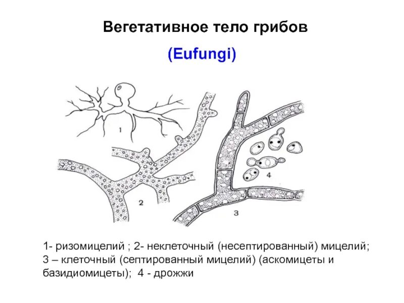 Строение мицелия низших грибов. Строение грибницы мицелия. Септированный и несептированный мицелий грибов. Вегетативные тела (мицелий) грибов. Мицелий грибов одноклеточный многоклеточный