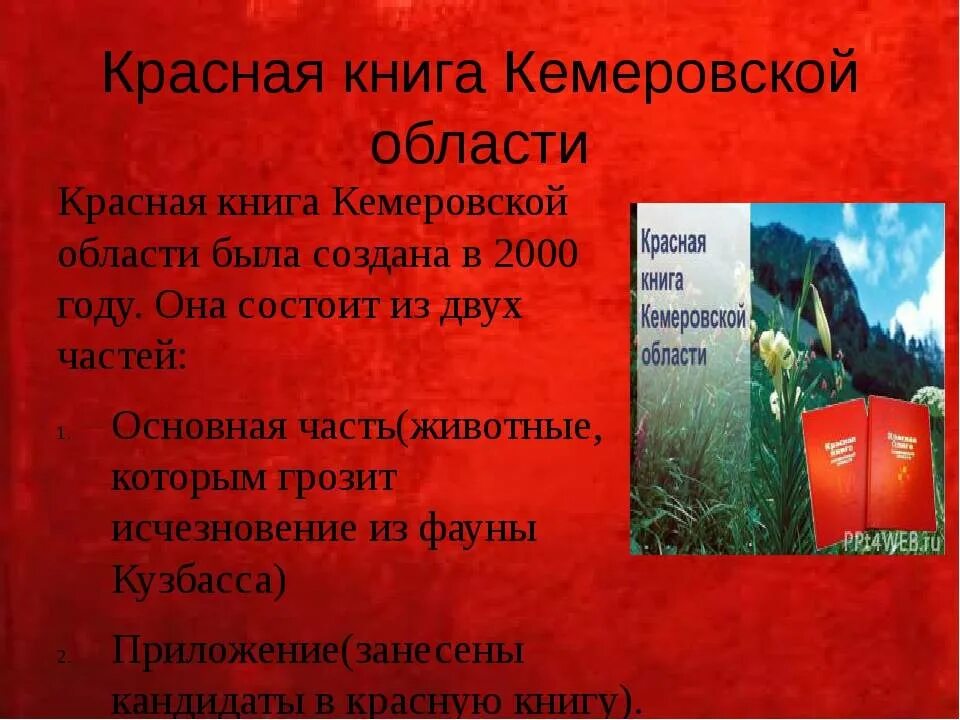 Какие животные занесены в красную книгу кузбасса. Животные занесенные в красную книгу кемеровской области кузбасса. растения и животные занесенные в красную книгу кемеровской области. кемеровская область кузбасс красная книга. красная книга кузбасса животные и растения.