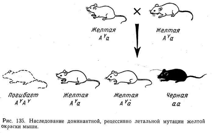 Летальные гены Тип наследования. Летальные мутации примеры. Доминантные летальные мутации. Рецессивные летальные мутации.