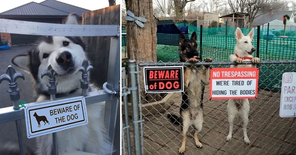 Beware of the Dog. Beware of Dog шутка. Dangerous Dog sign.