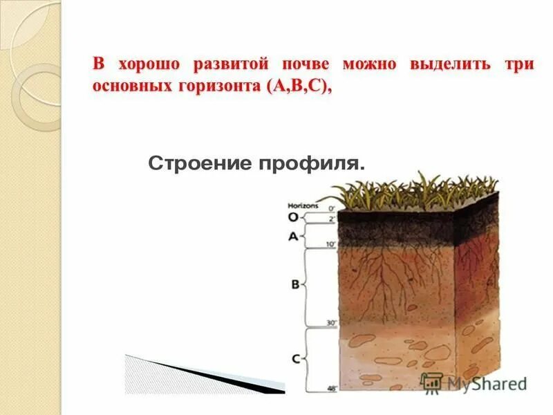Естественный и искусственный грунт. Строение почвы почвенные горизонты. Лесная подстилка гумусовый горизонт горизонт вымывания. Строение почвы почвенные горизонты. Чернозем почвы гумусовый горизонт.