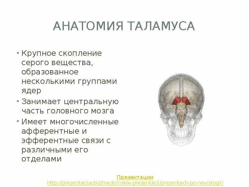 Воспаление серого вещества мозга латынь. Функции таламуса неврология. Промежуточный мозг симптомы поражения неврология. Соматические функции таламуса. Нарушение функции таламуса.