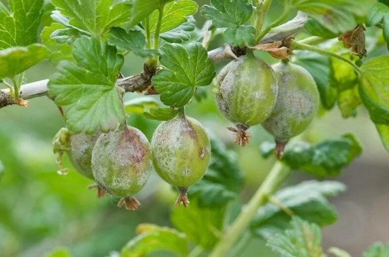 Мучнистая роса смородины. Чем обработать крыжовник от белого налета. Мучнистая роса на крыжовнике. Сферотека (американская мучнистая роса). Чем обработать крыжовник от белого налета.