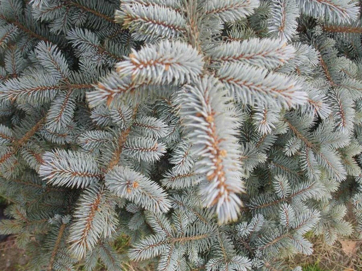 Ель колючая picea. Ель колючая Oldenburg. Ель колючая (Picea pungens Oldenburg). Ель колючая Ольденбург голубая. Ель Глаука Ольденбург.