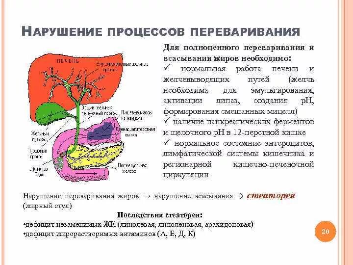 Поджелудочная железа синтез гликогена. Всасывание жиров в пищеварительном тракте. Нарушение переваривания и всасывания липидов. Нарушение пищеварения и всасывания липидов. Нарушение процессов переваривания жиров.