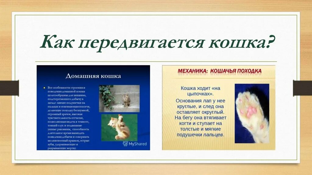 Как выводились кошки. Способ передвижения кошки. как передвигается кошка. способы движения животных. наблюдение за домашними животными.