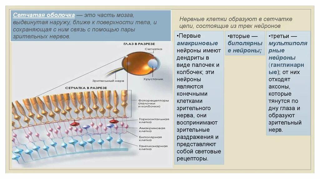 Зрительные рецепторы это. Аксоны каких клеток сетчатки образуют зрительный нерв?. Зрительный анализатор палочки и колбочки. Первый Нейрон зрительного нерва сетчатка.