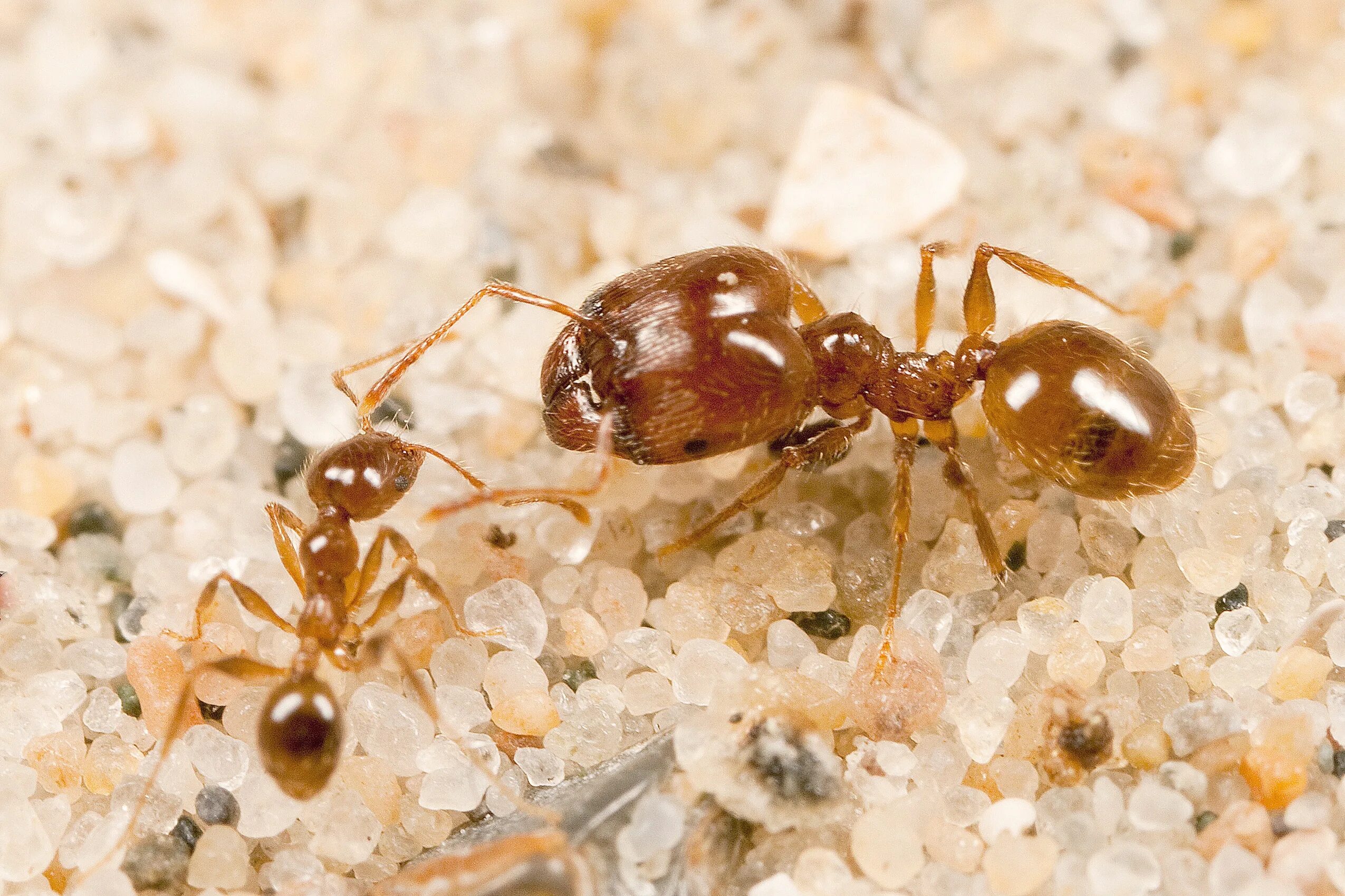 Pheidole Flaveria. Pheidole pallidula. Фараоновые муравьи Муравейник. Рыжие домашние муравьи.