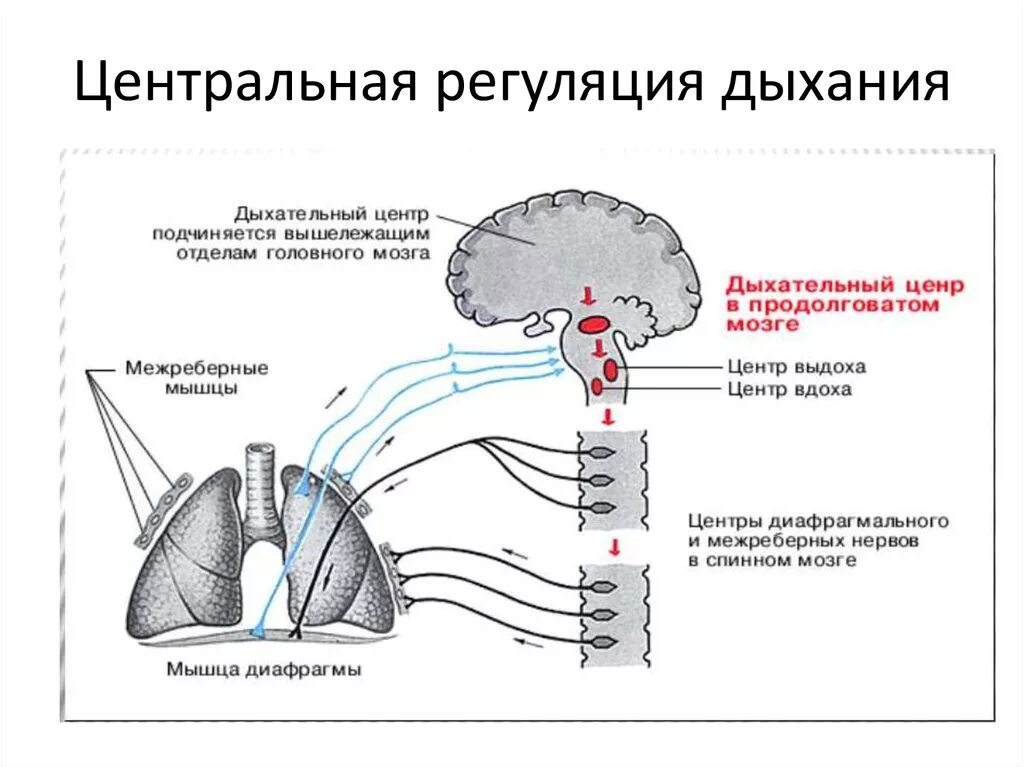 Управление импульс мозга. Нервная регуляция дыхания дыхательный центр. Центральные механизмы регуляции дыхания. Рефлекторная дуга дыхательных движений. Рефлекторная регуляция дыхания схема.