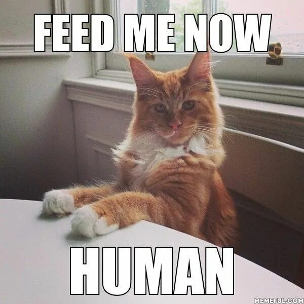 Did you remember feed the cat. Cat milk meme. feed me now. fed meme. feed me memes.