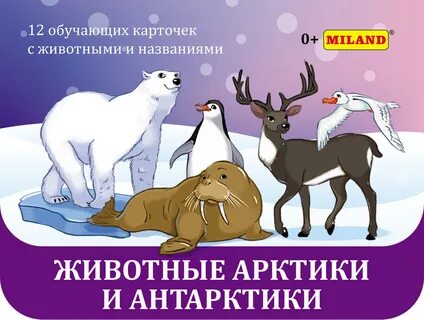 Беседа животные севера