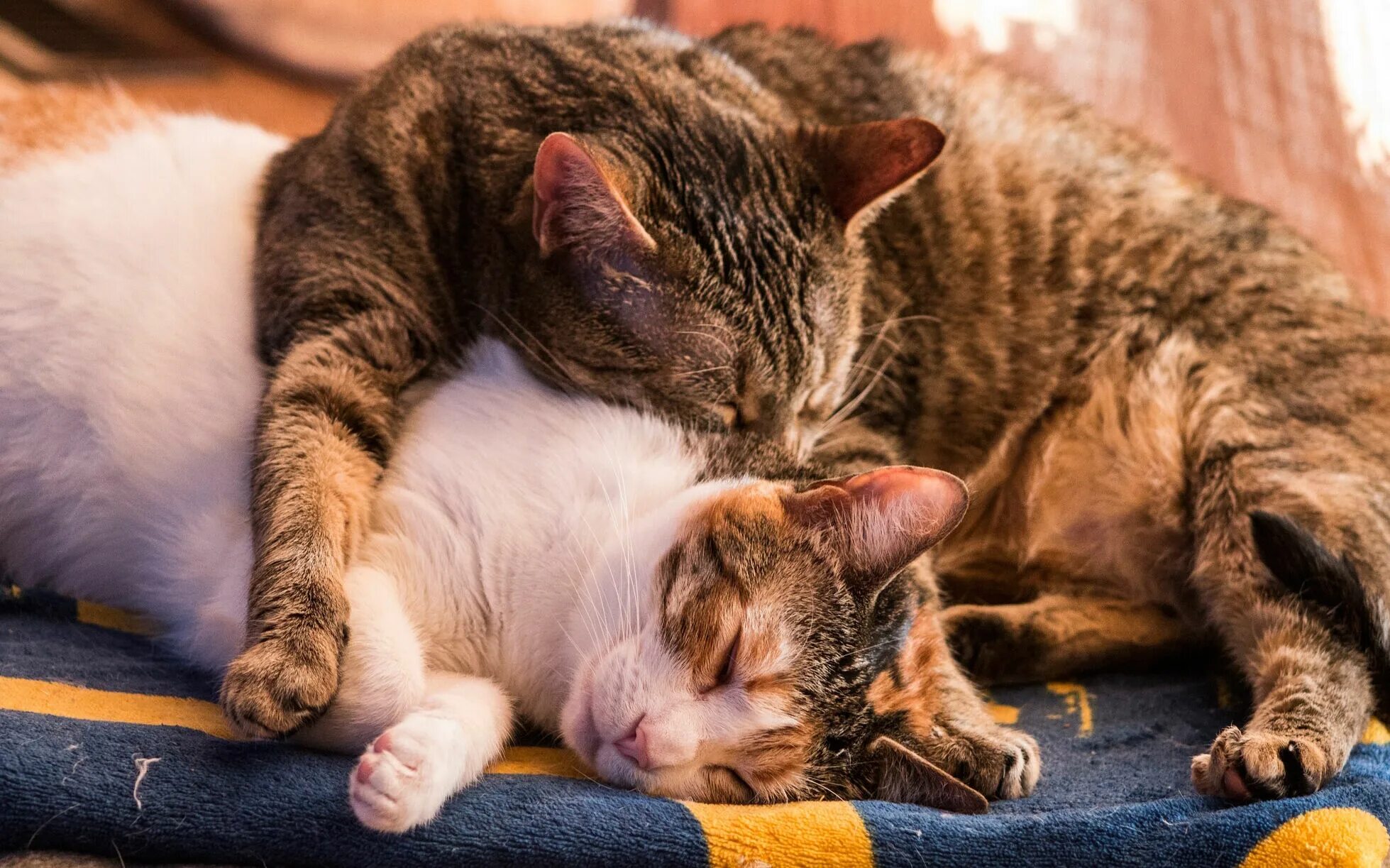 К чему снятся кошки женщине много. Кошка спит. Спящие коты. Котики спят вместе. Коты обнимаются.