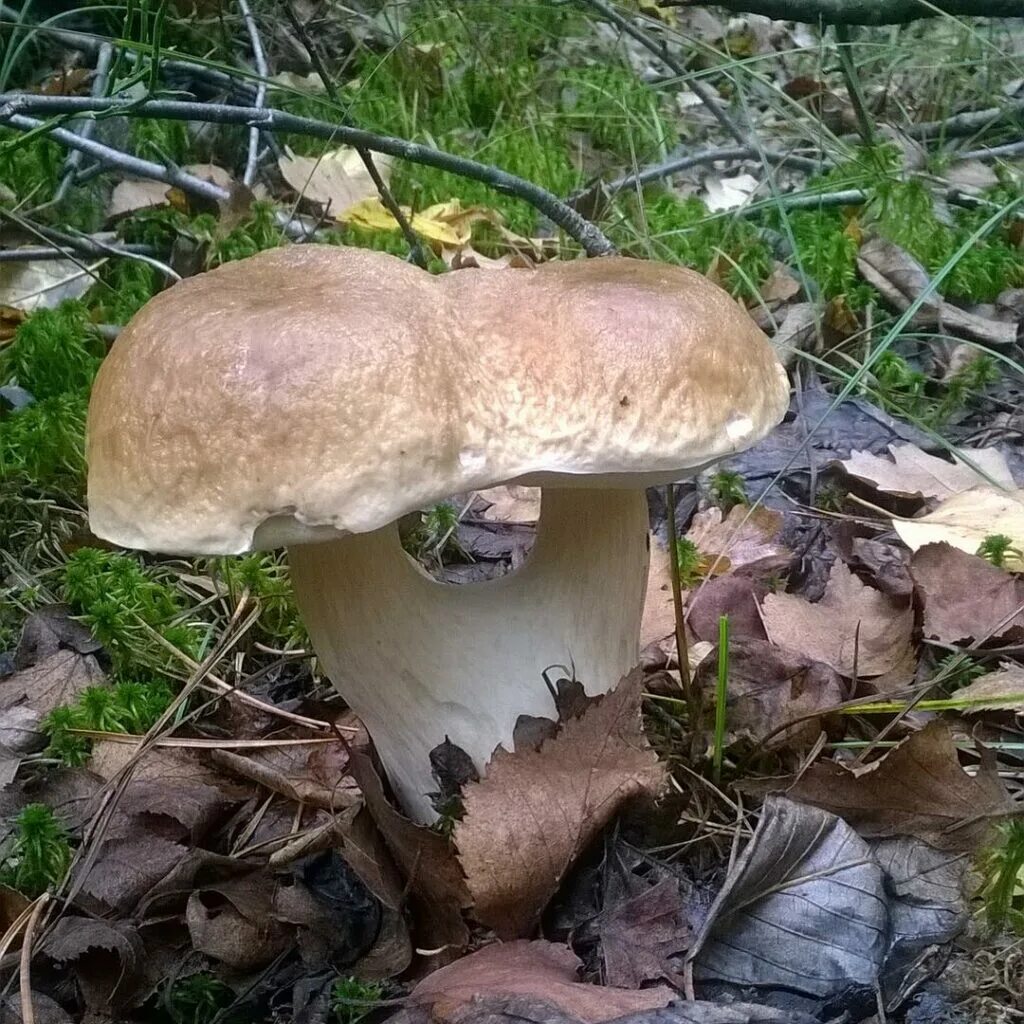 Белый гриб берёзовый Boletus betulicola. Боровик колосовик. Боровик березовый. Белый гриб Боровик березовый. Боровик 5