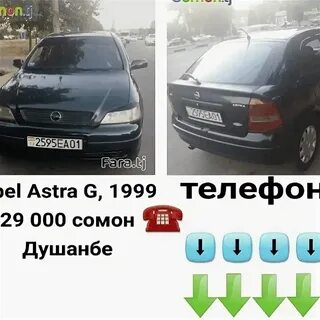 Сомон тч собака