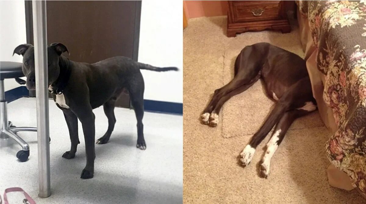 Собака играет в прятки. Игра про собаку. Собачка которая спряталась. Собака играет в прятки. Собака играет в прятки.