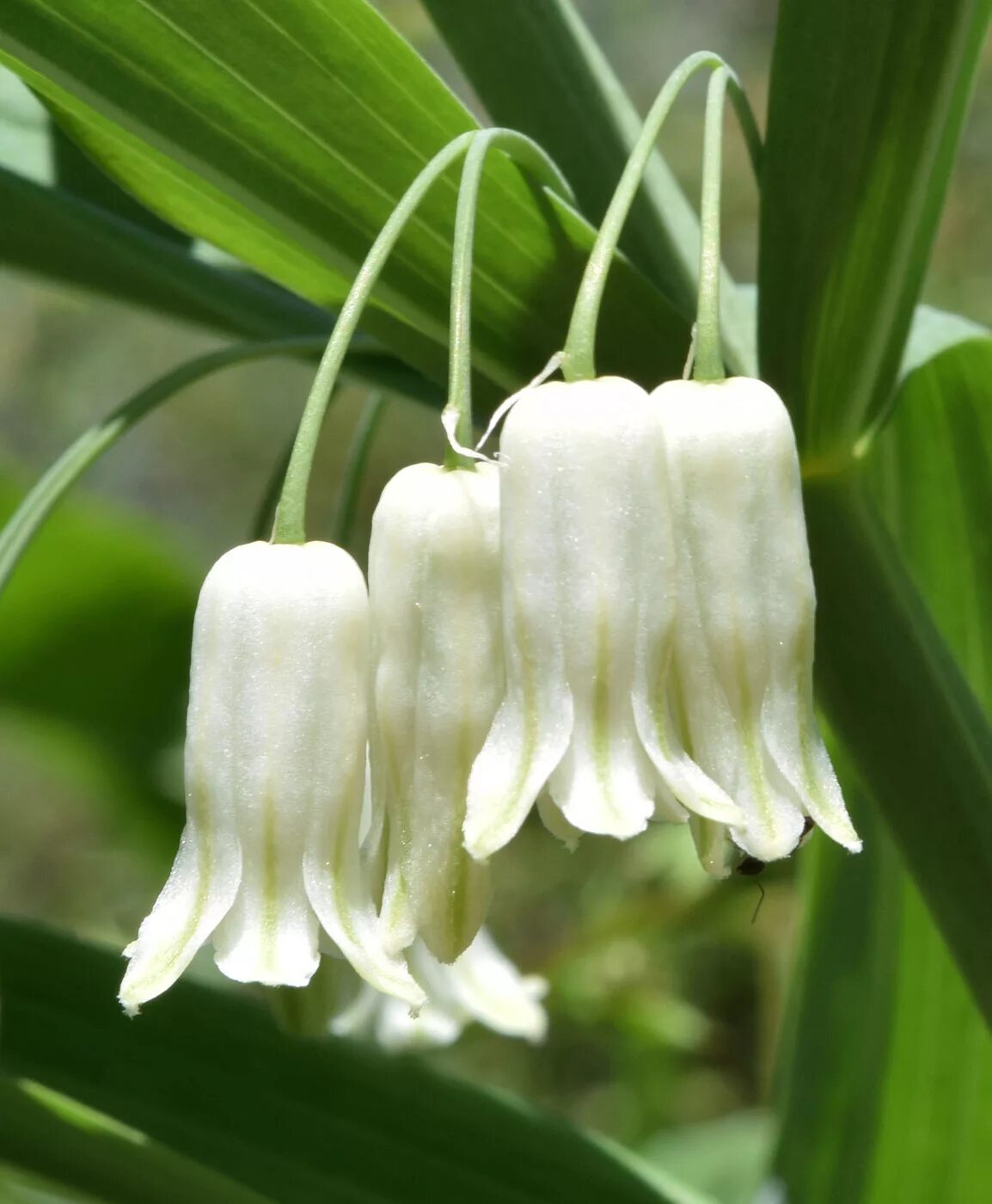 Цветок купана. Купена многоцветковая (polygonatum multiflorum). Папоротник лесной цветет. Купена цветок. Папоротник лесной цветение.