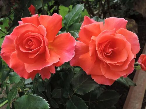 Plant’n’Relax - Roses Forever
