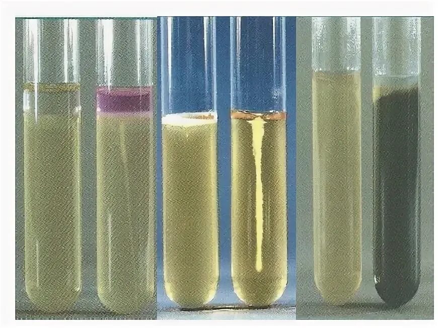 Среда Блаурокка. Мясо-пептонный бульон (МПБ). Pseudomonas aeruginosa разлагающий полиэтилен. МПБ микробиология.