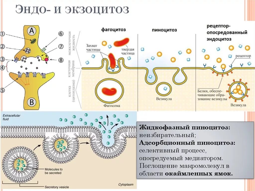 Фагоцитоз пиноцитоз эндоцитоз экзоцитоз ЕГЭ. Эндоцитоз экзоцитоз фагоцитоз это. Эндоцитоз фагоцитоз мембранный транспорт. Схема эндоцитоза и экзоцитоза.