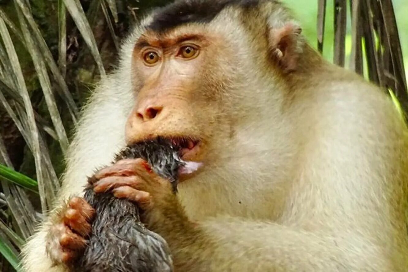Грумминг обезьяны. Угарные обезьяны. Обезьяна и мышь. Грумминг обезьяны. Крыса и обезьяна совместимость.