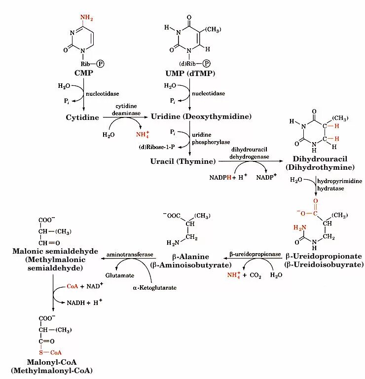 Биохимия 3. Pyrimidine catabolism. degradation of pyrimidine. ump pyrimidine. фиф3 это биохимия.