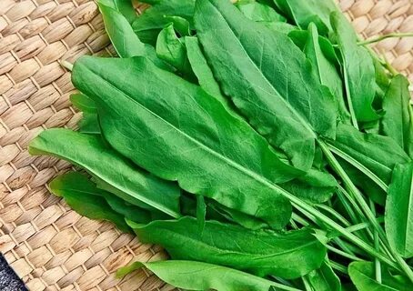 Sorrel
