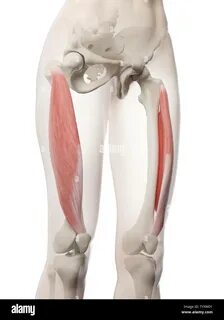 3d rendered medically accurate illustration of a womans Vastus Lateralis St...