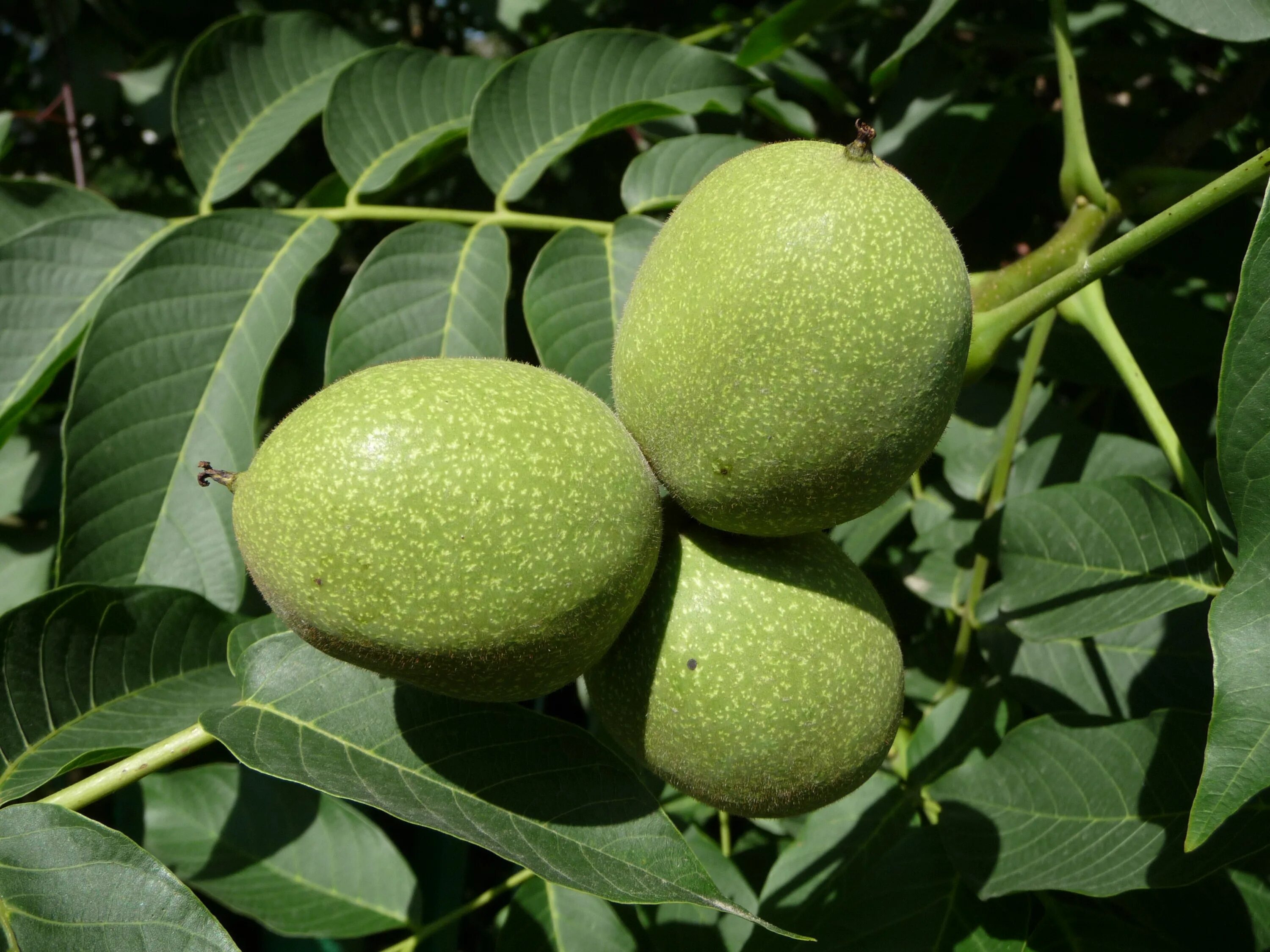 Почему горчат грецкие. Орех грецкий (Juglans Regia). Грецкий орех сорт Чандлер. Саженцы грецкого ореха Чандлер. Грецкий орех Канадиан Чандлер.