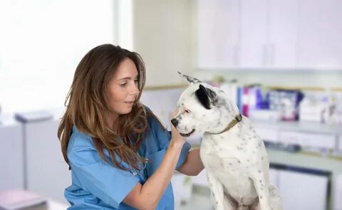 Helen is a vet use