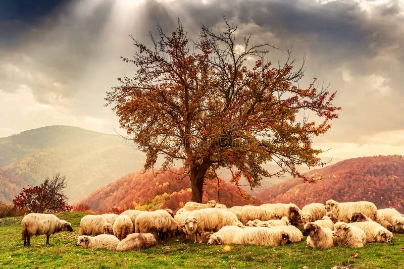 Tree sheep