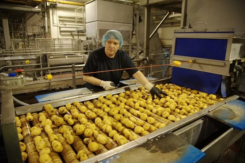 Домашние чипсы из картошки в духовке. Завод чипсов. Как делают русскую картошку. Завод картофельных чипсов. Завод чипсов.