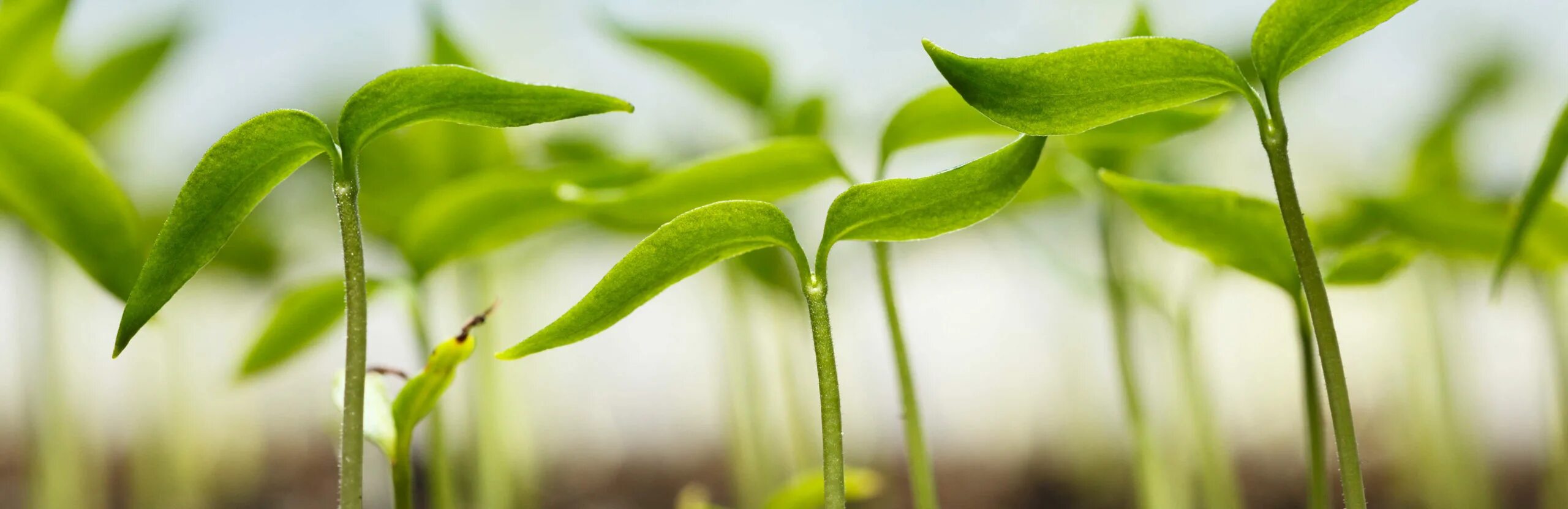 Lets plant. Растения. Ростки цветов. Растение растет. Ростки рассады.