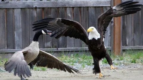 Ca eagle rising