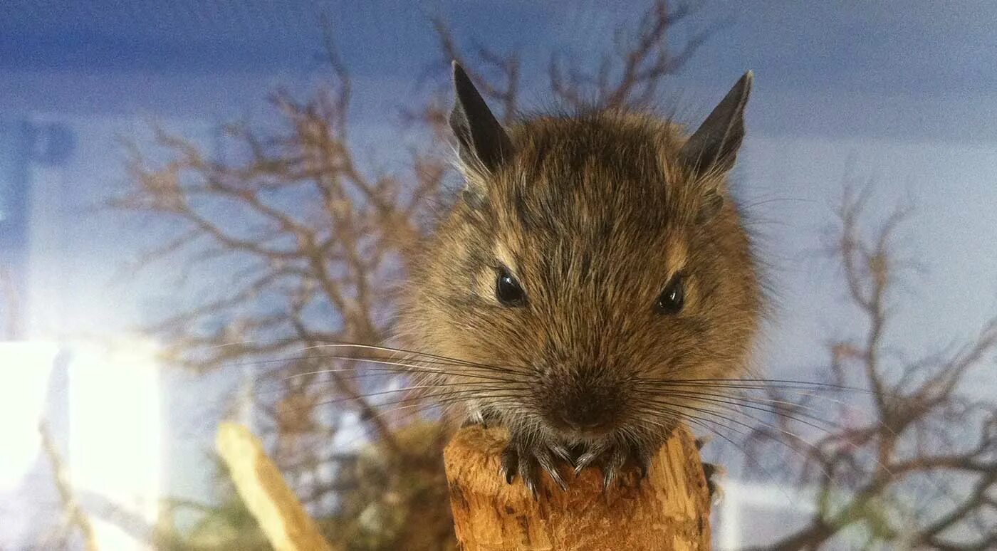 Гнездо для дегу. Дегу и шиншилла. Дегу одуванчик. Дегу альбинос. Австралийская белка дегу.